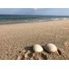 Seashell Rental